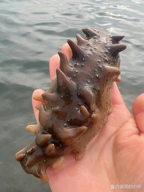 详细阅读:探秘海参末:海洋珍品的奇妙之处 探秘海参末:海洋珍品的奇妙之处